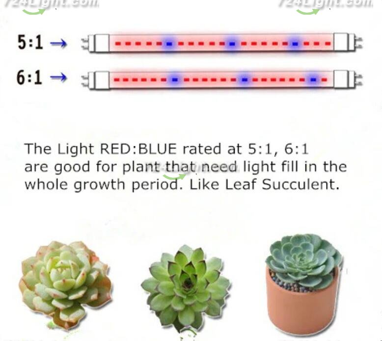 Plant Growth RED:BLUE /660nm:460nm LED Grow Light SMD5050 120LEDs 12V 28.8W Per Meter 15mm Width Strip