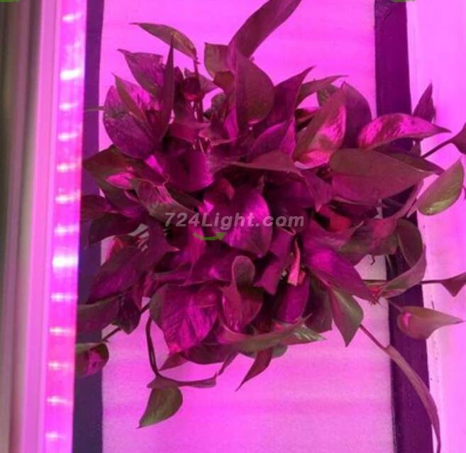 10Pcs 2/3/4 feet LED Tube T8 Grow Light Red/Blue Spectrum (R:B=5:1) Clear Lens for Indoor Plant Veg and Flower Hydroponic Greenhouse Growing Bar Light