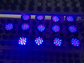 12W LED Grow Light Lamp E27 Base 2 Band Wavelenth Mix 12 LED Growing Bulbs For Stocky Plants At Seedlings Stage of Growth, Germinating Vegetable Seeds, Mini Potted Succulent/Faux Plant