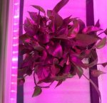 10Pcs 2/3/4 feet LED Tube T8 Grow Light Red/Blue Spectrum (R:B=5:1) Clear Lens for Indoor Plant Veg and Flower Hydroponic Greenhouse Growing Bar Light