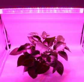 80W 40'' Full Spectrum Linear LED Grow Light Strip 6 Bands with IR & UV included, Adjustable Hanger, Idea for Greenhouse, Vegetables & Fruits, Horticulture, Propagation and City Farming