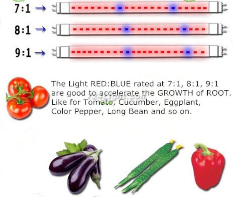 Plant Growth RED:BLUE /660nm:460nm LED Grow Light SMD5050 30LEDs 12V 7.2W Per Meter Strip
