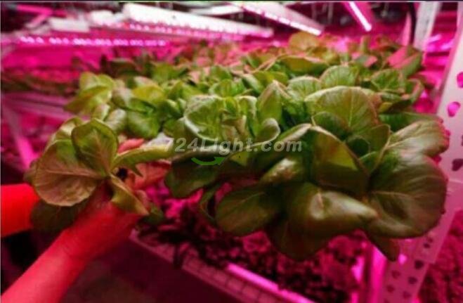Plant Growth RED:BLUE /660nm:460nm LED Grow Light SMD5050 120LEDs 12V 28.8W Per Meter 15mm Width Strip