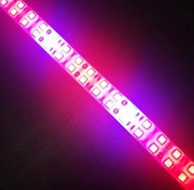 Plant Growth RED:BLUE /660nm:460nm LED Grow Light SMD3528 240LEDs 12V 24W Per Meter Strip