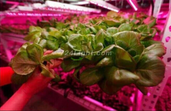 Plant Growth RED:BLUE /660nm:460nm LED Grow Light SMD5050 30LEDs 12V 7.2W Per Meter Strip