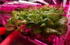 Plant Growth RED:BLUE /660nm:460nm LED Grow Light SMD5050 60LEDs 12V 14.4W Per Meter Strip