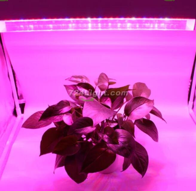 80W 40'' Full Spectrum Linear LED Grow Light Strip 6 Bands with IR & UV included, Adjustable Hanger, Idea for Greenhouse, Vegetables & Fruits, Horticulture, Propagation and City Farming