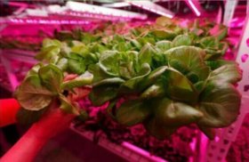 Plant Growth RED:BLUE /660nm:460nm LED Grow Light SMD2835 120LEDs 12V 24W Per Meter Strip