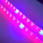 Plant Growth RED:BLUE /660nm:460nm LED Grow Light SMD2835 60LEDs 12V 12W Per Meter Strip