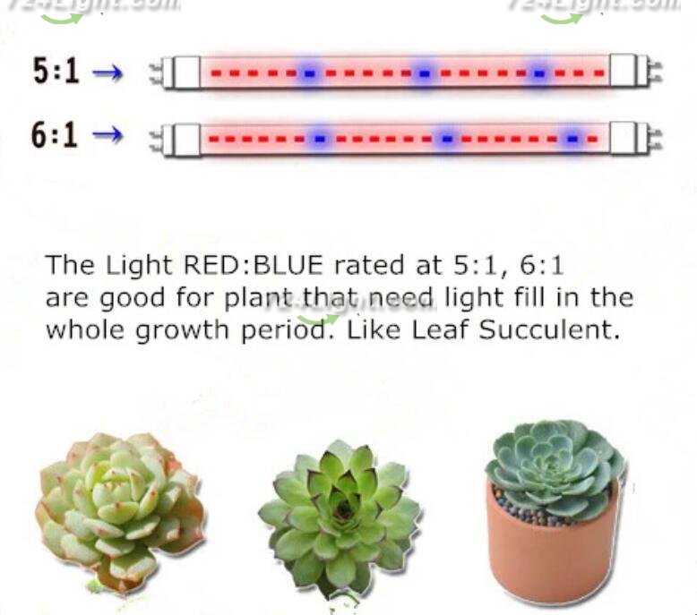 Plant Growth RED:BLUE /660nm:460nm LED Grow Light SMD2835 60LEDs 12V 12W Per Meter Strip