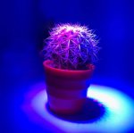 12W LED Grow Light Lamp E27 Base 2 Band Wavelenth Mix 12 LED Growing Bulbs For Stocky Plants At Seedlings Stage of Growth, Germinating Vegetable Seeds, Mini Potted Succulent/Faux Plant