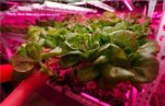 Plant Growth RED:BLUE /660nm:460nm LED Grow Light SMD2835 60LEDs 12V 12W Per Meter Strip