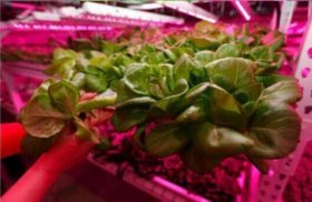 Plant Growth RED:BLUE /660nm:460nm LED Grow Light SMD2835 60LEDs 12V 12W Per Meter Strip