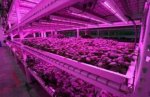 10Pcs 2/3/4 feet LED Tube T8 Grow Light Red/Blue Spectrum (R:B=5:1) Clear Lens for Indoor Plant Veg and Flower Hydroponic Greenhouse Growing Bar Light