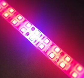 Plant Growth RED:BLUE /660nm:460nm LED Grow Light SMD3528 240LEDs 12V 24W Per Meter Strip