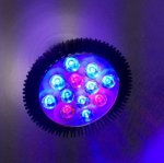 12W LED Grow Light Lamp E27 Base 2 Band Wavelenth Mix 12 LED Growing Bulbs For Stocky Plants At Seedlings Stage of Growth, Germinating Vegetable Seeds, Mini Potted Succulent/Faux Plant