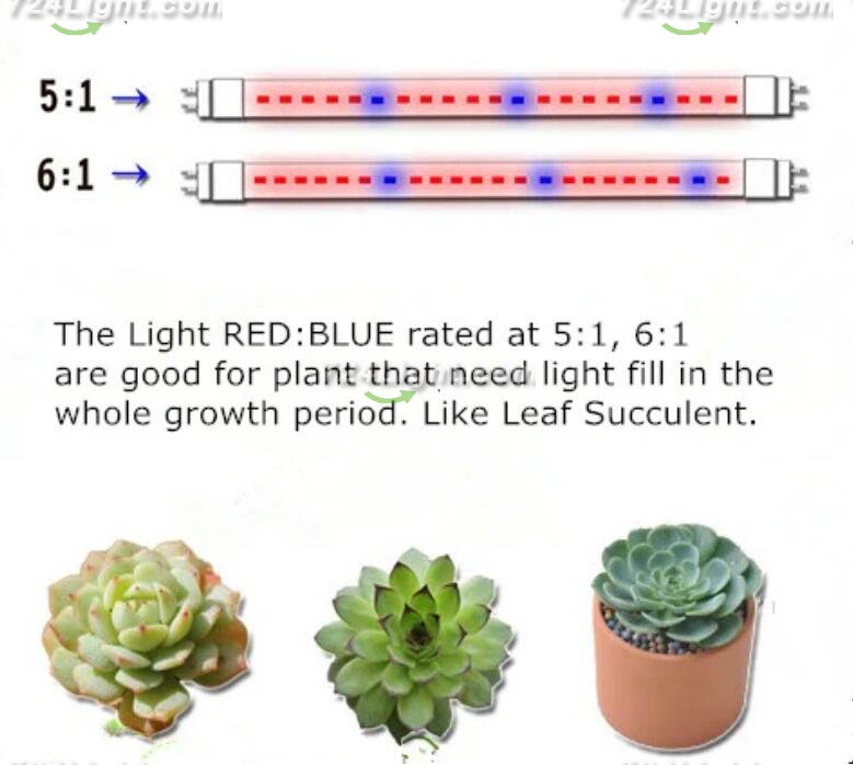 Plant Growth RED:BLUE /660nm:460nm LED Grow Light SMD5050 30LEDs 12V 7.2W Per Meter Strip