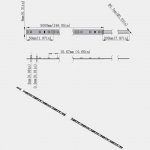 365nm 370nm SMD3528-300 12V 2A 24W UV LED Strip Light Tape for Curing, Currency Validation