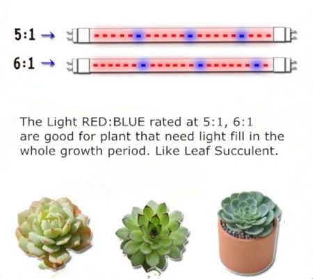 (image for) Plant Growth RED:BLUE /660nm:460nm LED Grow Light SMD3528 240LEDs 12V 24W Per Meter Strip