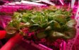 (image for) Plant Growth RED:BLUE /660nm:460nm LED Grow Light SMD2835 120LEDs 12V 24W Per Meter Strip