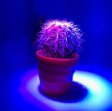 (image for) 12W LED Grow Light Lamp E27 Base 2 Band Wavelenth Mix 12 LED Growing Bulbs For Stocky Plants At Seedlings Stage of Growth, Germinating Vegetable Seeds, Mini Potted Succulent/Faux Plant