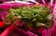 (image for) Plant Growth RED:BLUE /660nm:460nm LED Grow Light SMD5050 30LEDs 12V 7.2W Per Meter Strip