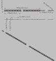 (image for) Plant Growth RED:BLUE /660nm:460nm LED Grow Light SMD5050 30LEDs 12V 7.2W Per Meter Strip