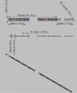 (image for) Plant Growth RED:BLUE /660nm:460nm LED Grow Light SMD2835 60LEDs 12V 12W Per Meter Strip