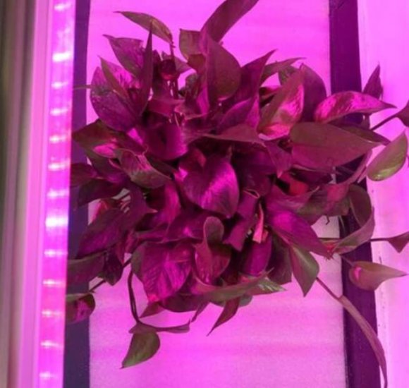 (image for) 10Pcs 1/2/3/4 Ft LED Tube T5 Grow Light Red/Blue Spectrum(R:B=5:1) Clear Lens for Indoor Plant Veg and Flower Hydroponic Greenhouse Growing Bar Light
